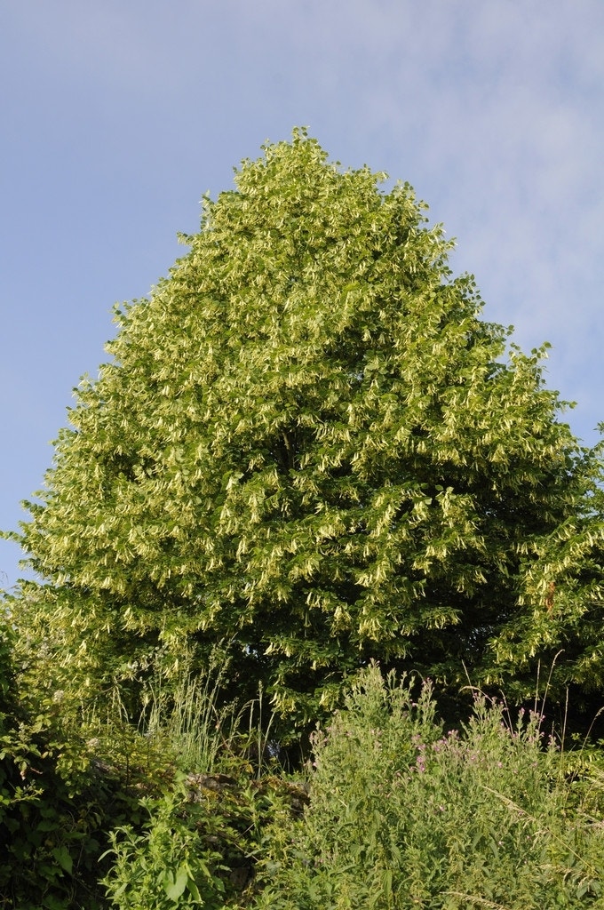 Lindeboom (Tilia platyphyllos)