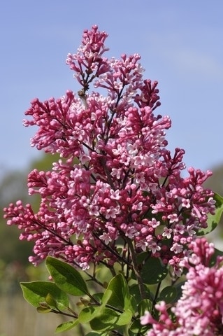 Dwergsering (Syringa 'Tinkerbelle'®)