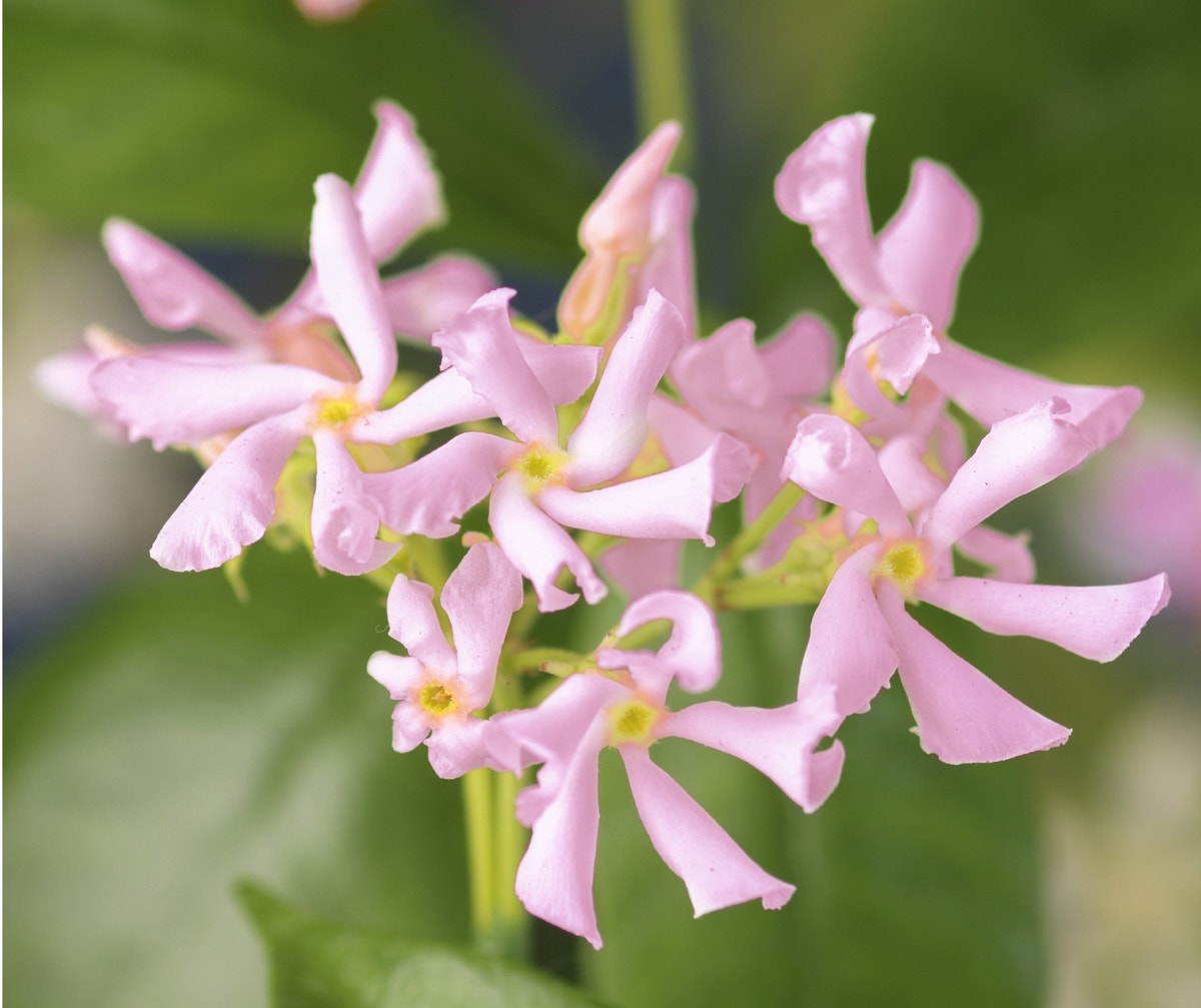 Roze Toscaanse jasmijn (Trachelospermum 'Pink Air')