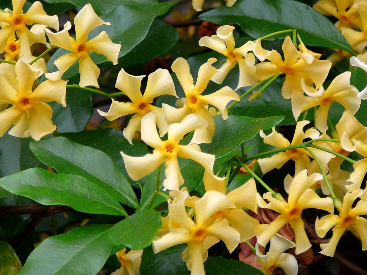 Toscaanse Jasmijn (Trachelospermum jasminoides 'Star of Toscane')