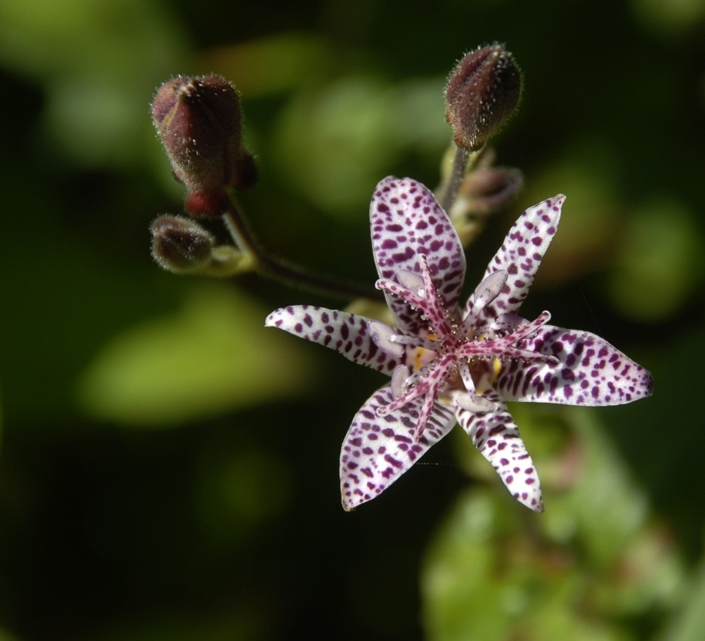 Armelui's orchidee/Paddelelie (Tricyrtis hirta)