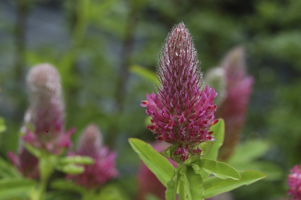 Purperen klaver (Trifolium rubens)