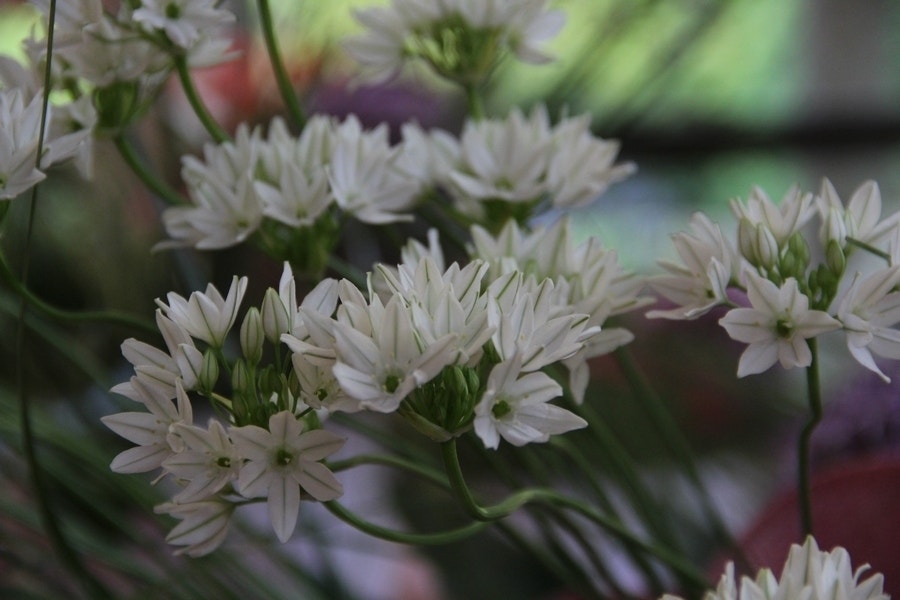 Triteleia (Triteleia hyacinthina)