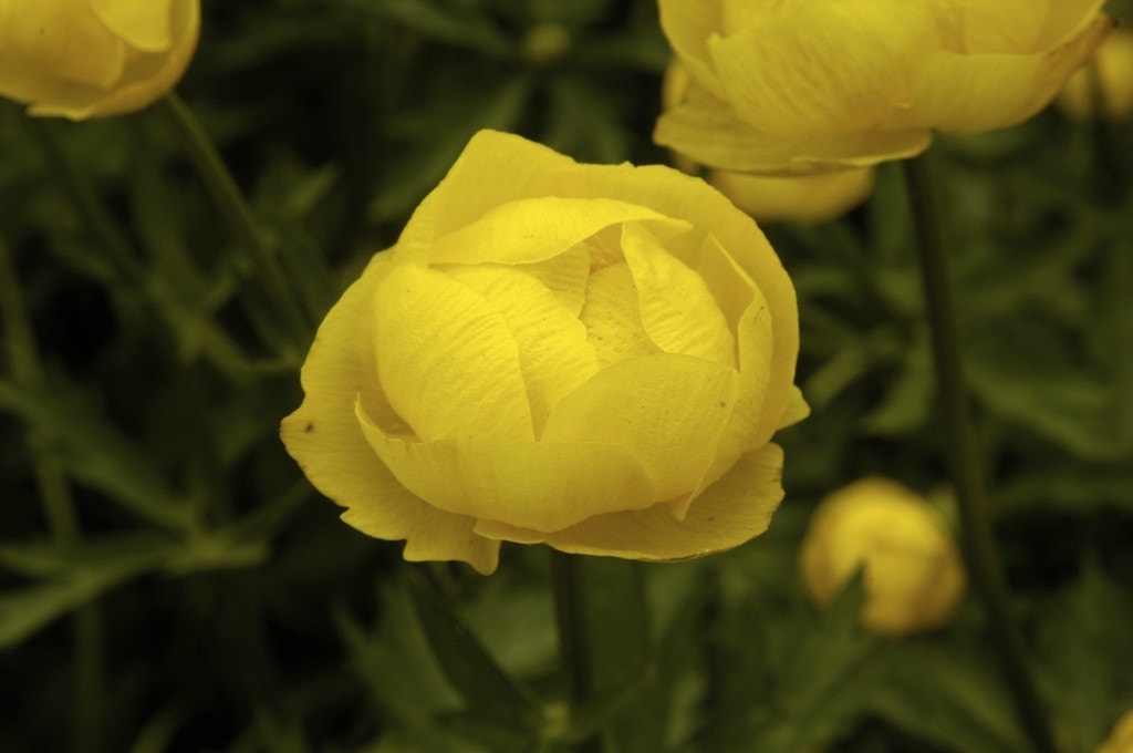 Globebloem / kogelboterbloem (Trollius europaeus)