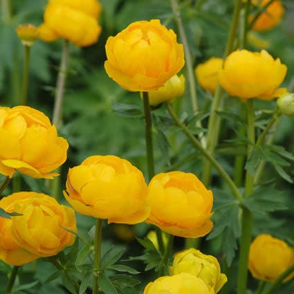 Globebloem / kogelboterbloem (Trollius 'Orange Princess')