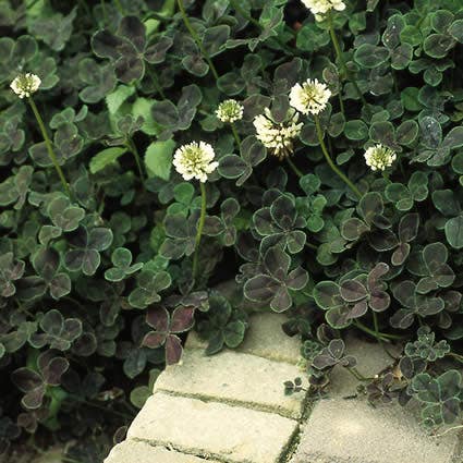 Klavertjes vier/witte klaver (Trifolium repens 'Pentaphyllum')