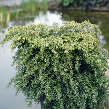 Tsuga (Tsuga canadensis 'Jeddeloh')