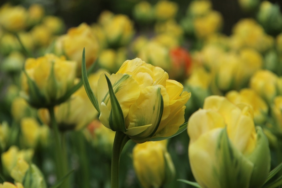 Tulp (Tulipa 'Akebono')