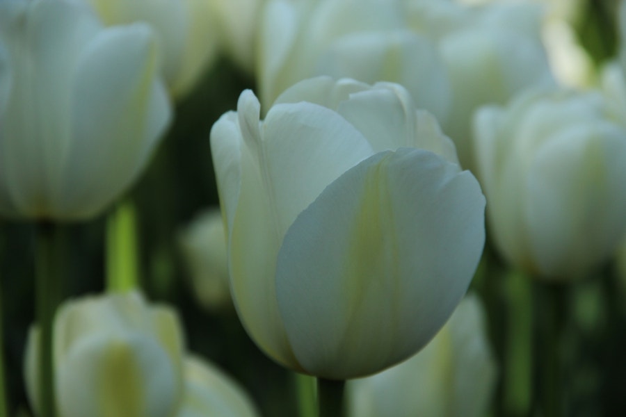 Tulp (Tulipa 'Angels Wish', Enkel laat)