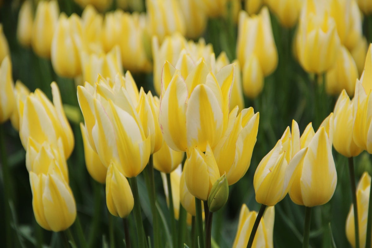 Tulp (Tulipa 'Antoinette')