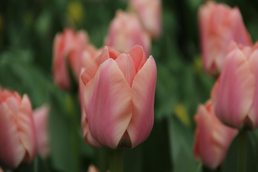 Tulp (Tulipa 'Apricona', Triumph)