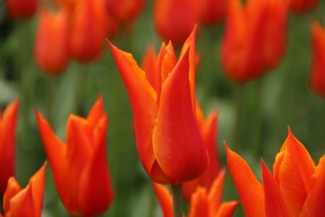 Tulp (Tulipa 'Ballerina')