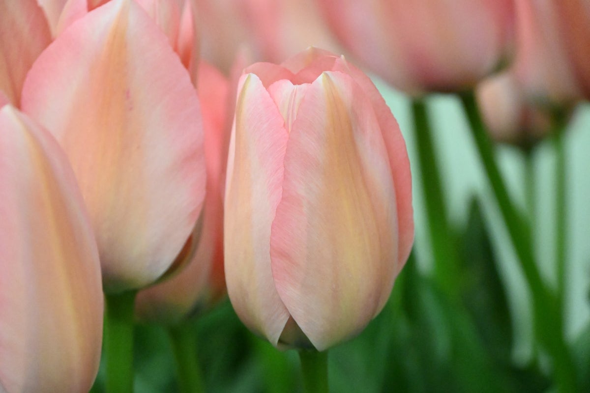 Tulp (Tulipa 'Bella Blush')