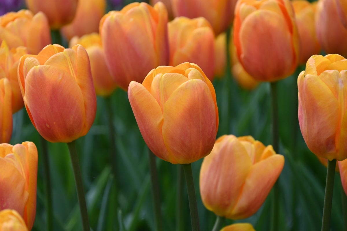 Tulp (Tulipa 'Bellville')