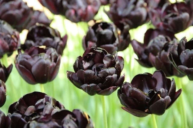 Tulp (Tulipa 'Black Hero', Dubbele Tulpen)