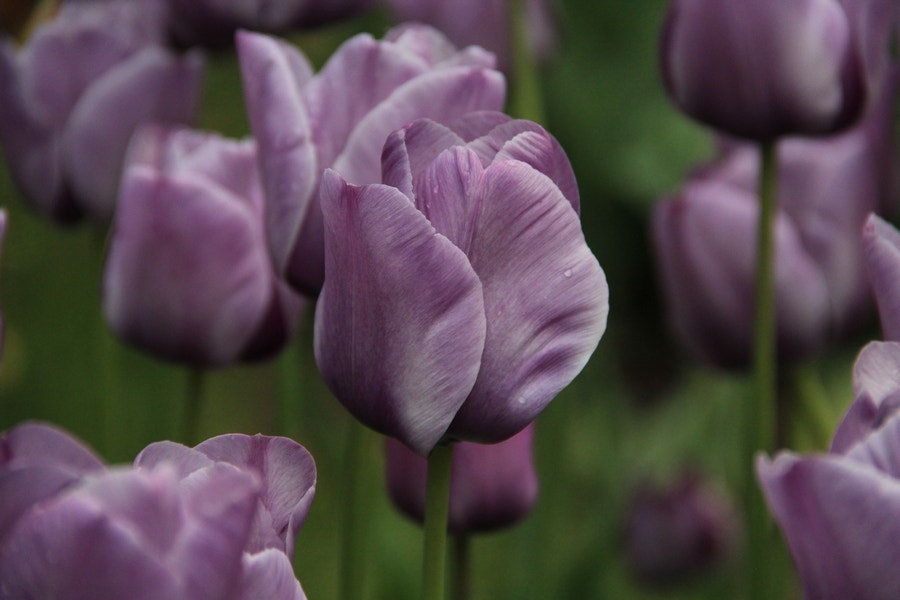 Tulp (Tulipa 'Bleu Aimable', Enkel laat)