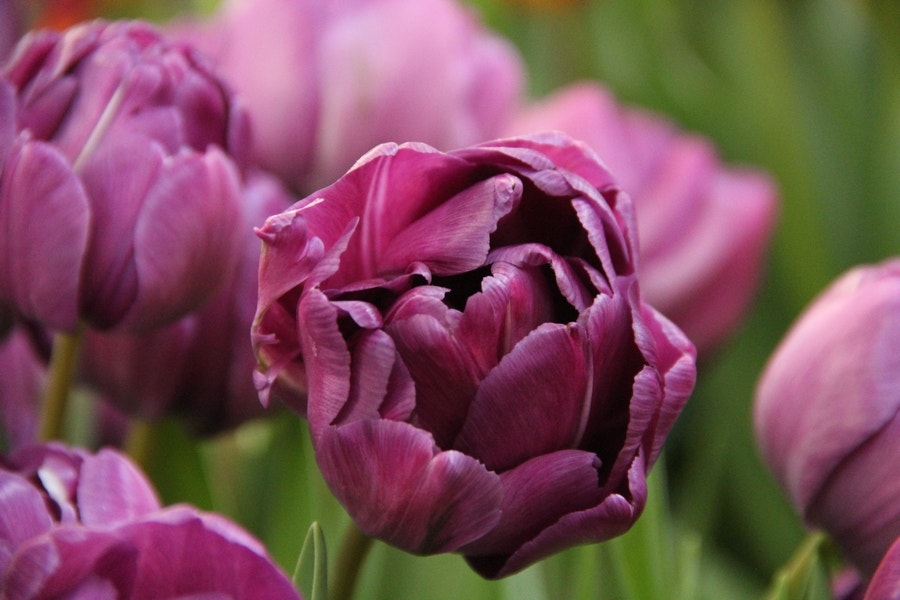 Tulp (Tulipa 'Blue Diamond')