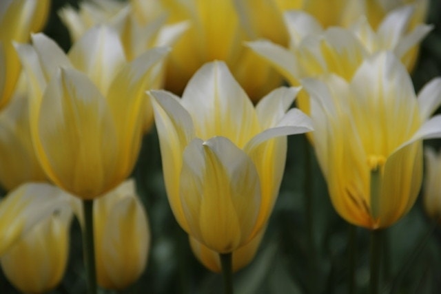 Tulp (Tulipa 'Budlight')