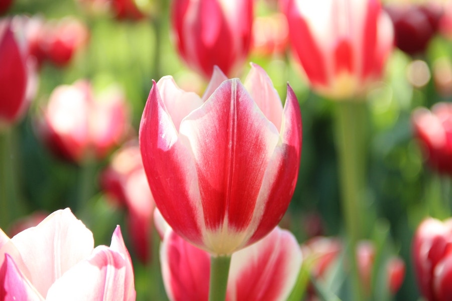 Tulp (Tulipa 'Candy Apple Delight', Darwin)