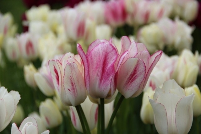 Tulp (Tulipa 'Candy Club')