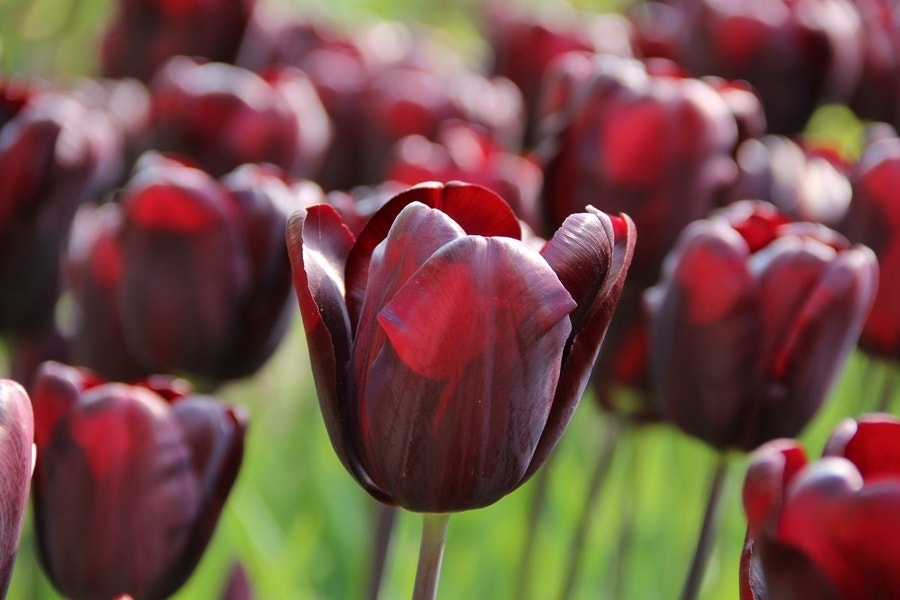 Tulp (Tulipa 'Continental', Triumph)