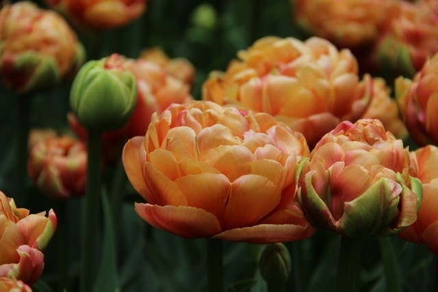 Tulp (Tulipa 'Copper Image', Dubbele Tulpen)