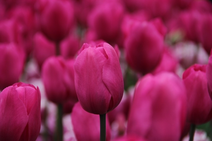 Tulp (Tulipa 'Don Quichotte', Triumph)