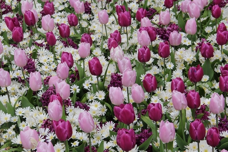 Tulp (Tulipa 'Dynamic Change'®)