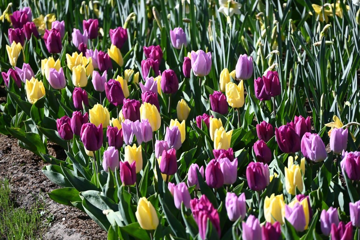 Tulp (Tulipa 'Dynamic Sun'®)