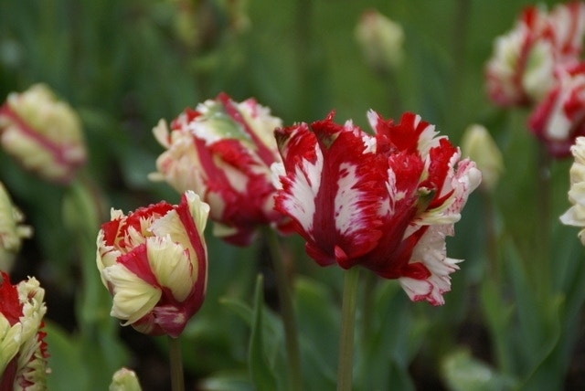 Tulp (Tulipa 'Estella Rijnveld, Parkiet')