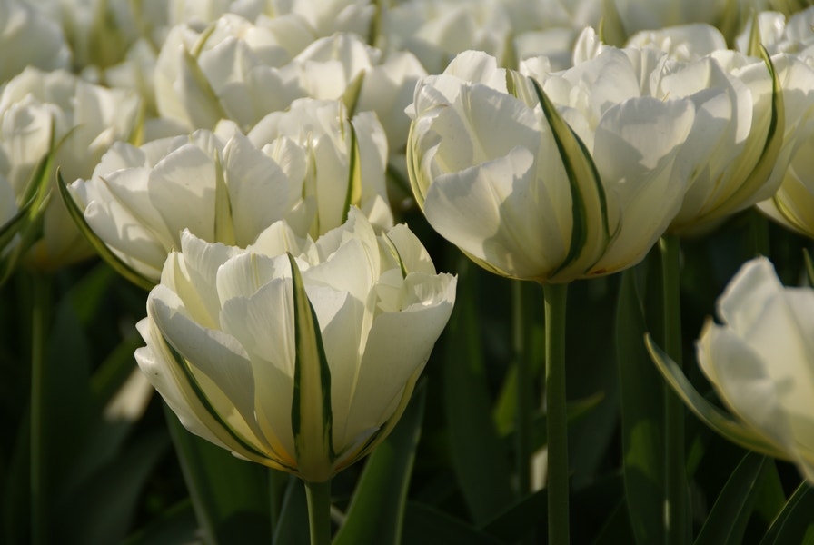 Tulp (Tulipa 'Exotic Emperor'®)