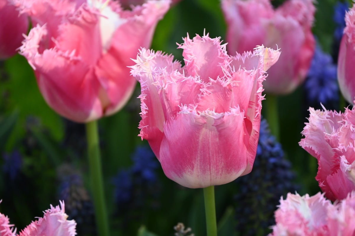 Tulp (Tulipa 'Fancy Frills')