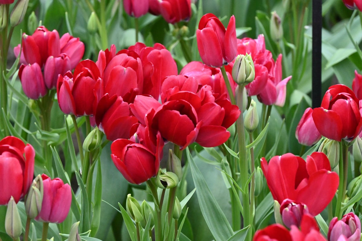 Tulp (Tulipa 'Fiery Club')