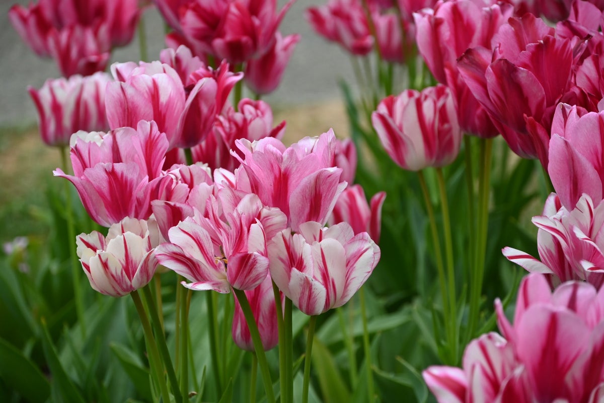 Tulp (Tulipa 'Flaming Club')