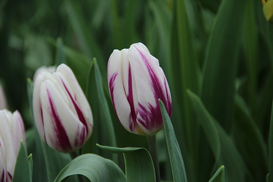 Tulp (Tulipa 'Flaming Flag')