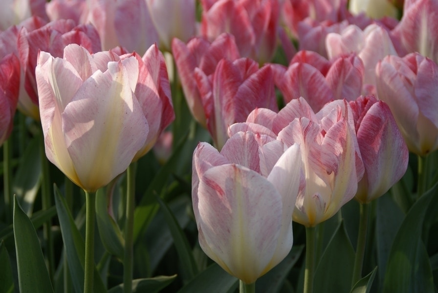 Tulpa (Tulipa 'Flaming Purissima', Fosteriana)