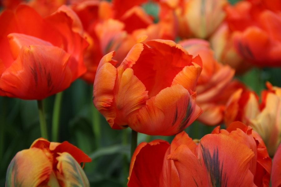 Tulp (Tulipa 'Flower Power', Parkiet)