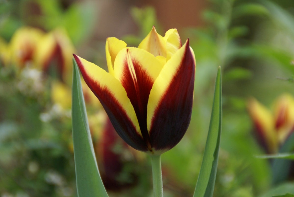 Tulp (Tulipa 'Gavota')