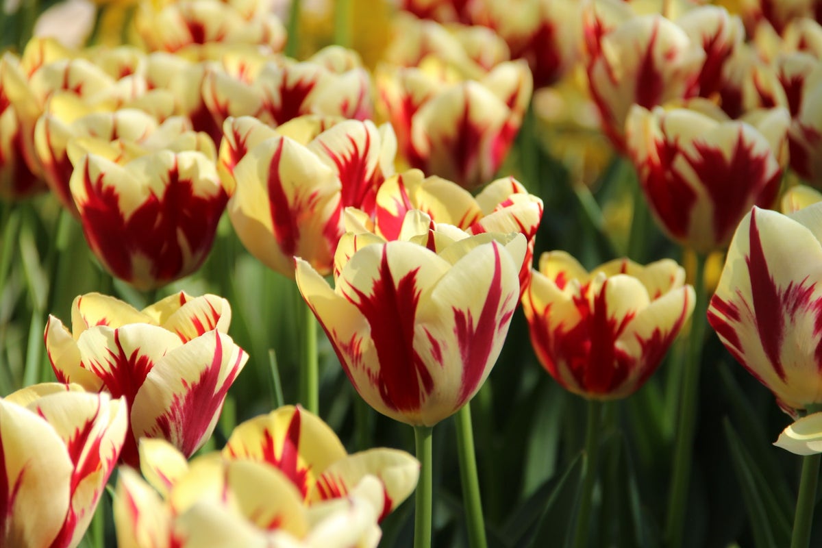 Tulp (Tulipa 'Grand Perfection')