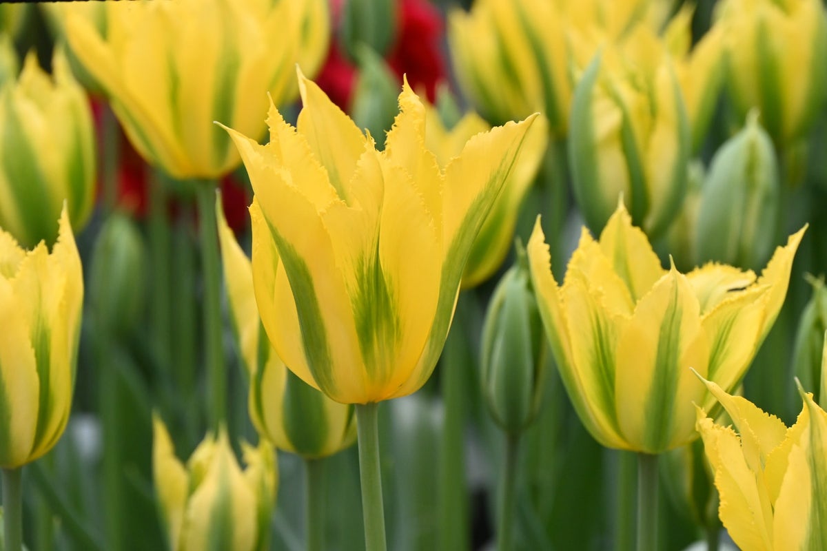 Tulp (Tulipa 'Green Mile')