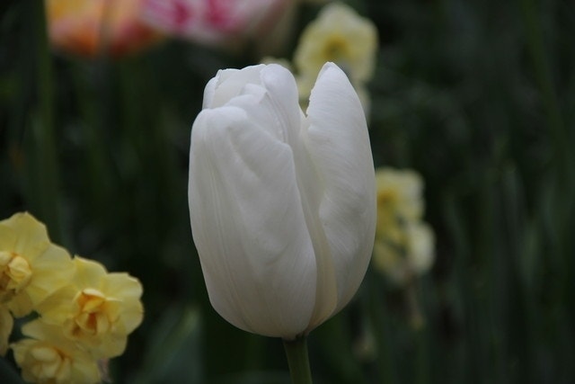 Tulp (Tulipa 'Hakuun', Darwin)