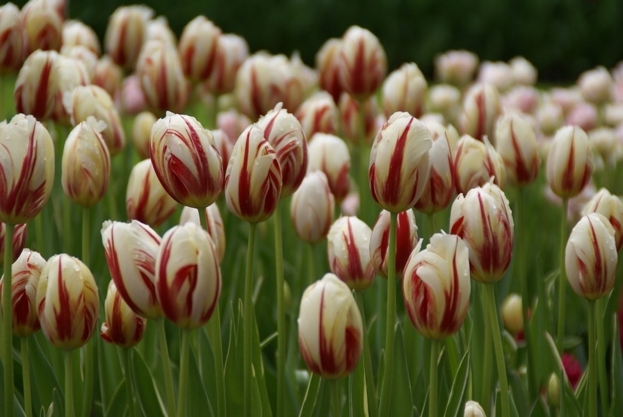 Tulp (Tulipa 'Happy Generation', Enkel laat)