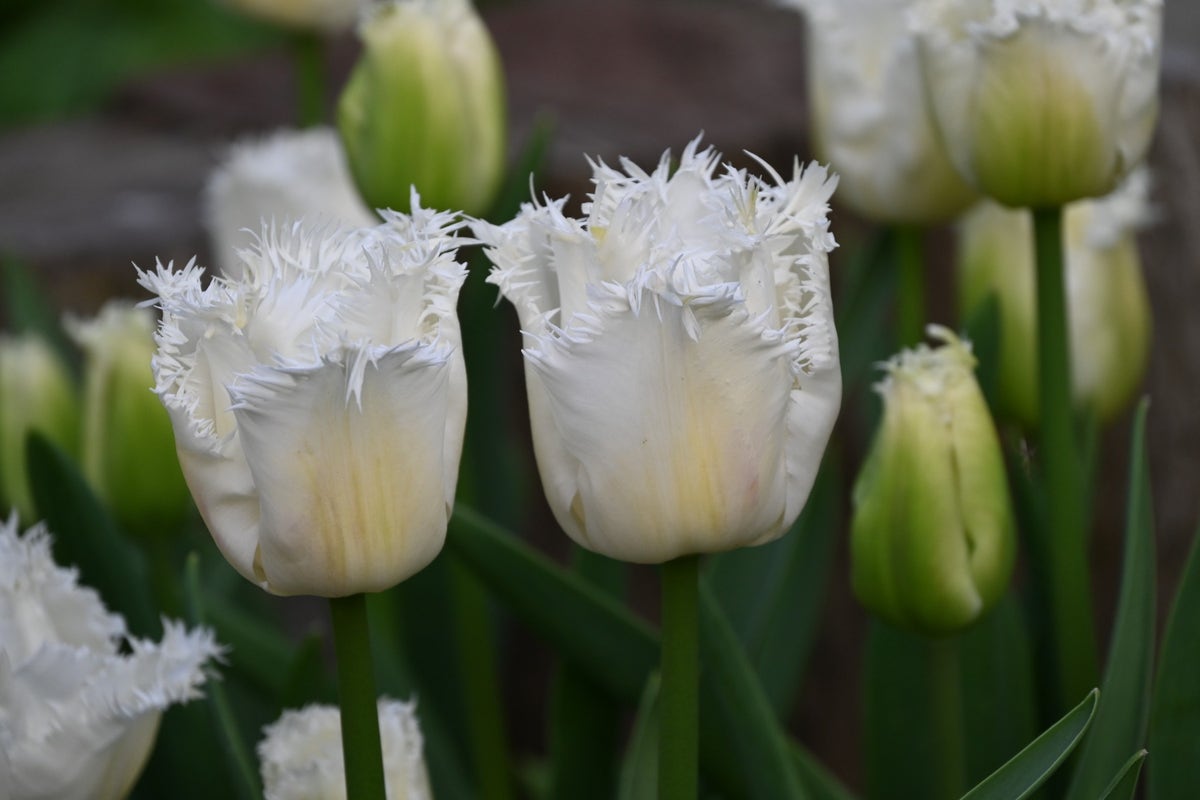 Tulp (Tulipa 'Honeymoon')