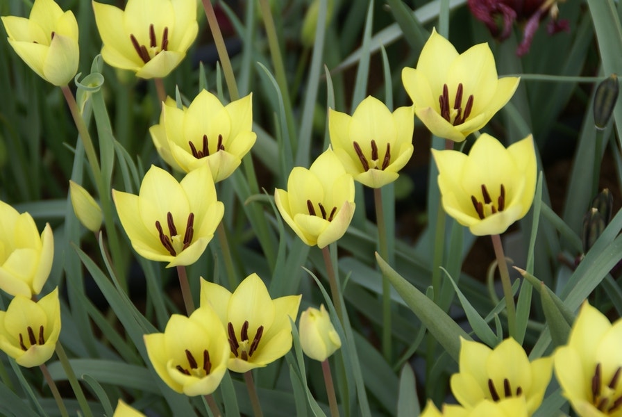 Tulp (Tulipa 'Honky Tonk')