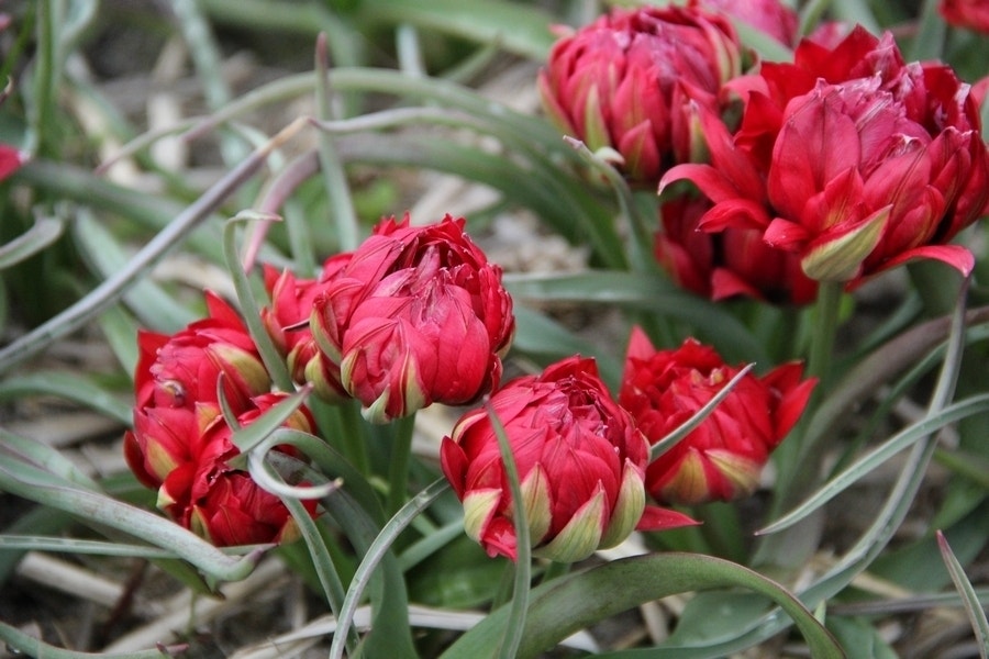 Tulp (Tulipa humilis 'Samantha')