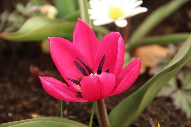 Tulp (Tulipa humilis 'Violacea Black Base')