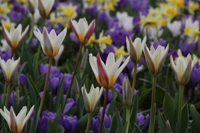 Tulp (Tulipa 'Ice Stick')