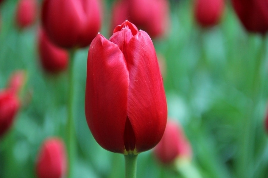 Tulp (Tulipa 'Kingsblood', Enkel laat)