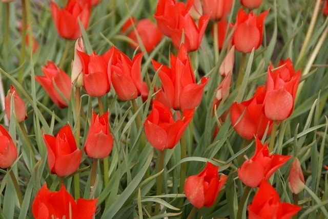 Tulp (Tulipa linifolia)