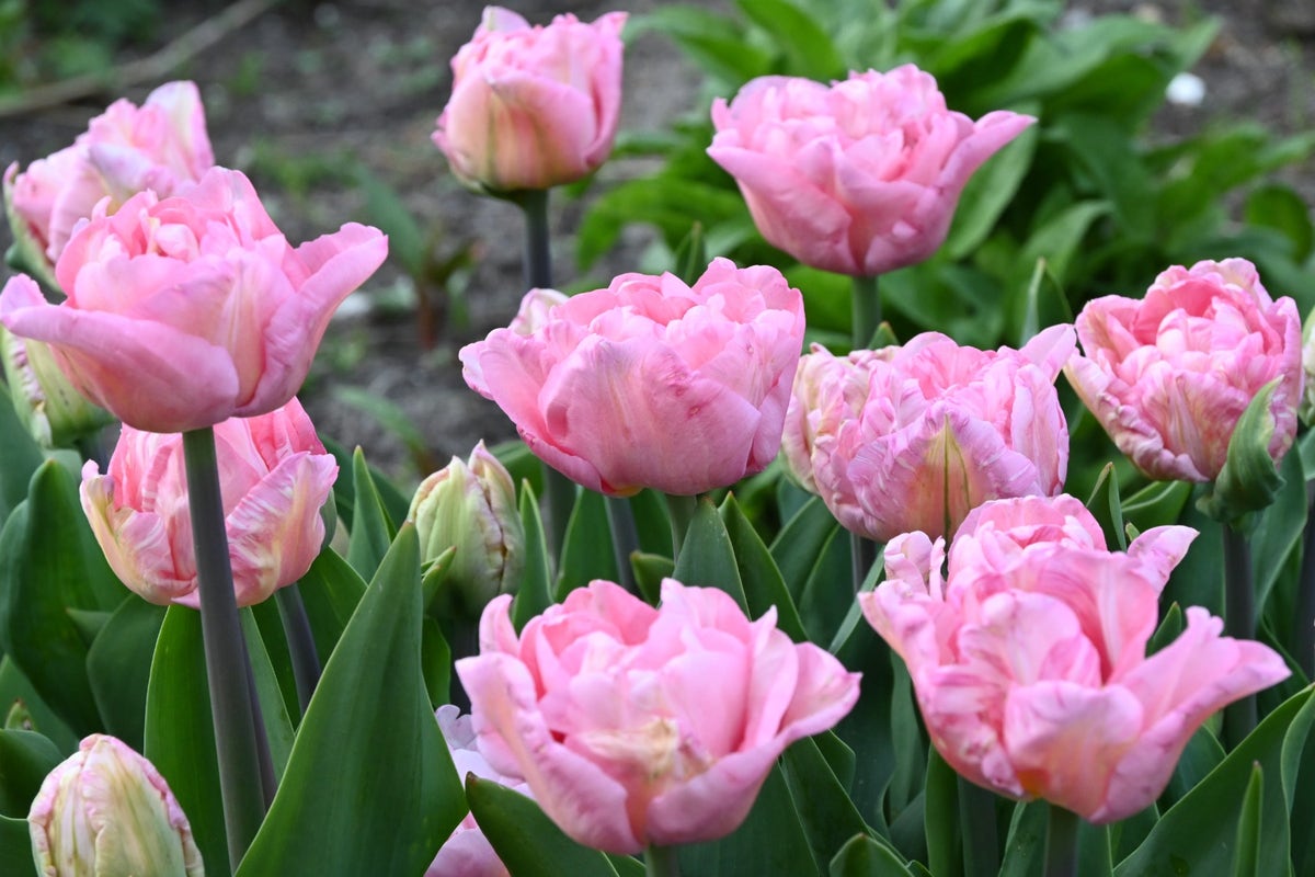 Tulp (Tulipa 'Mariage')